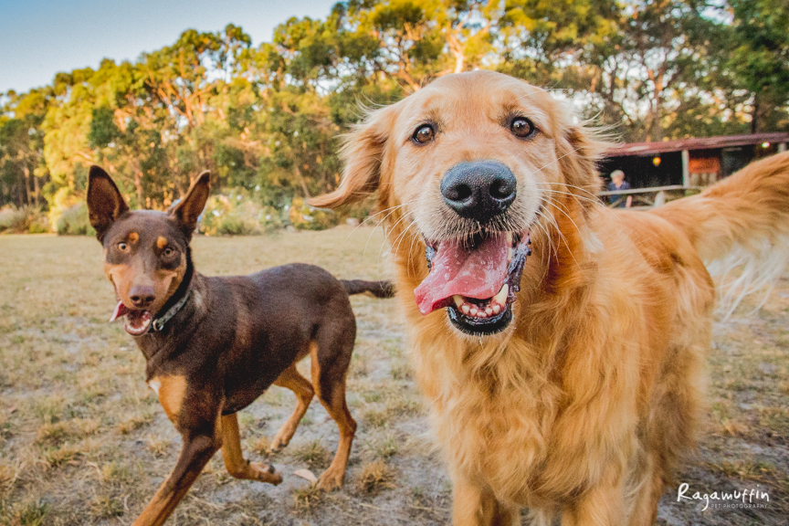 Accommodation store with dogs