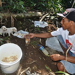 Dog Friendly Accommodation near Lorne - I Love Bali Street Dogs